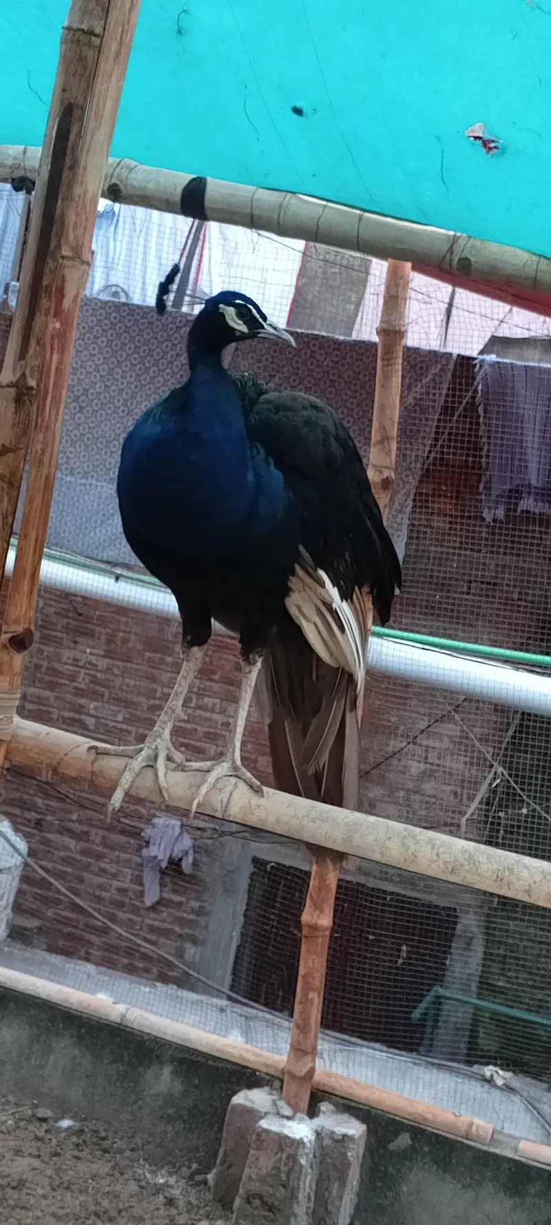 black sholdar breedar male 03234108205 — photo 6