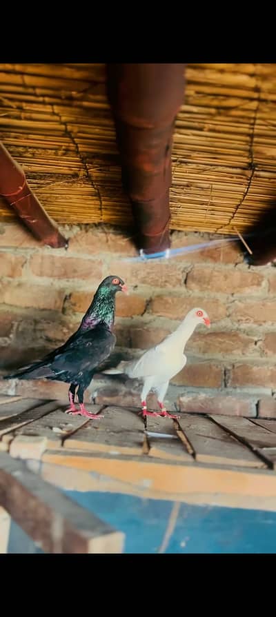 Dainesh pair