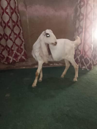 urgent sale need cash only WhatsApp 03152344578