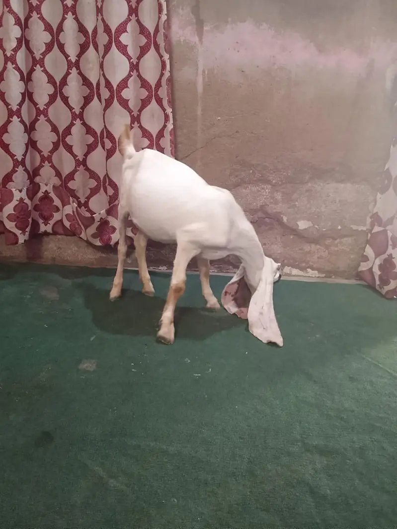 urgent sale need cash only WhatsApp 03152344578 — photo 2