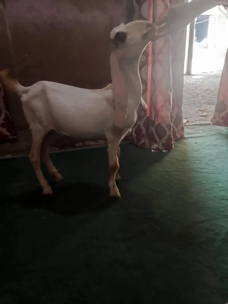 urgent sale need cash only WhatsApp 03152344578 — photo 3