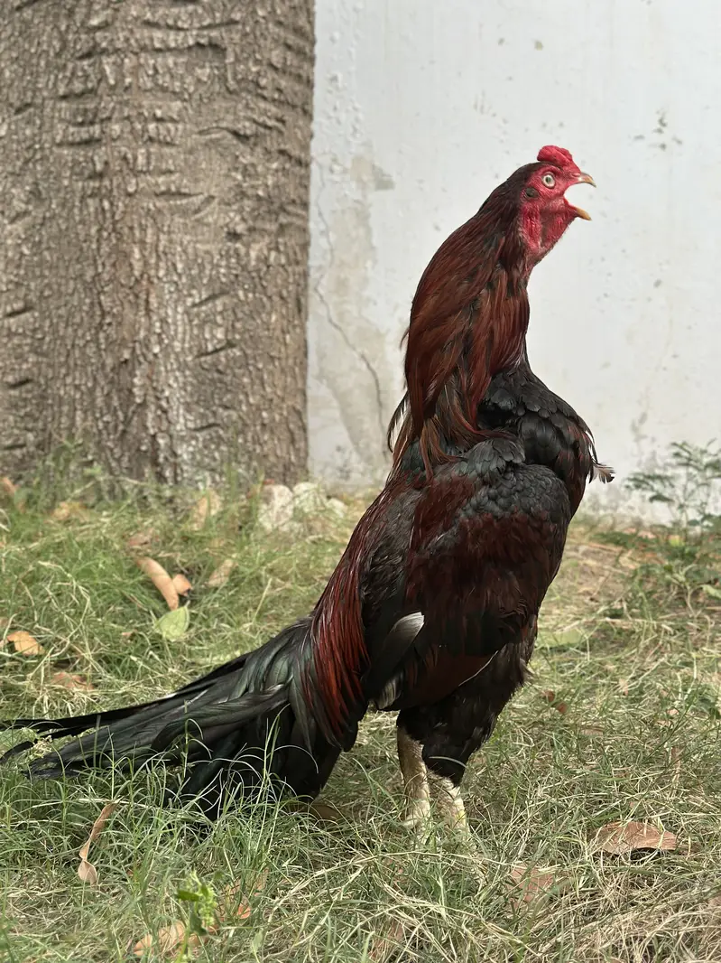Mianwali Lakha — photo 3