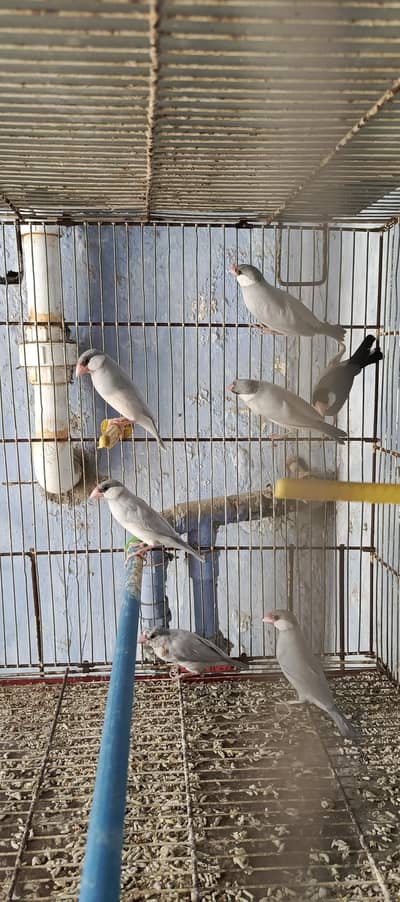 java finches mix all ready to bread