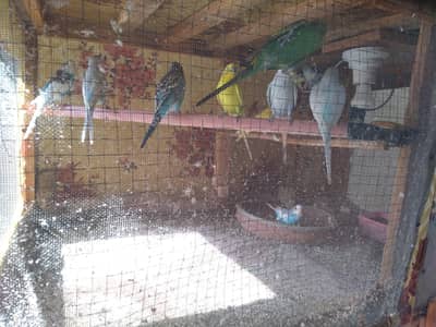 Healthy Budgies Breeding Pairs for Sale