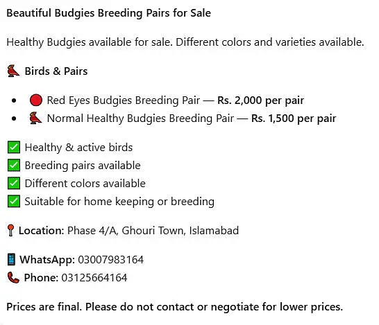Healthy Budgies Breeding Pairs for Sale — photo 2