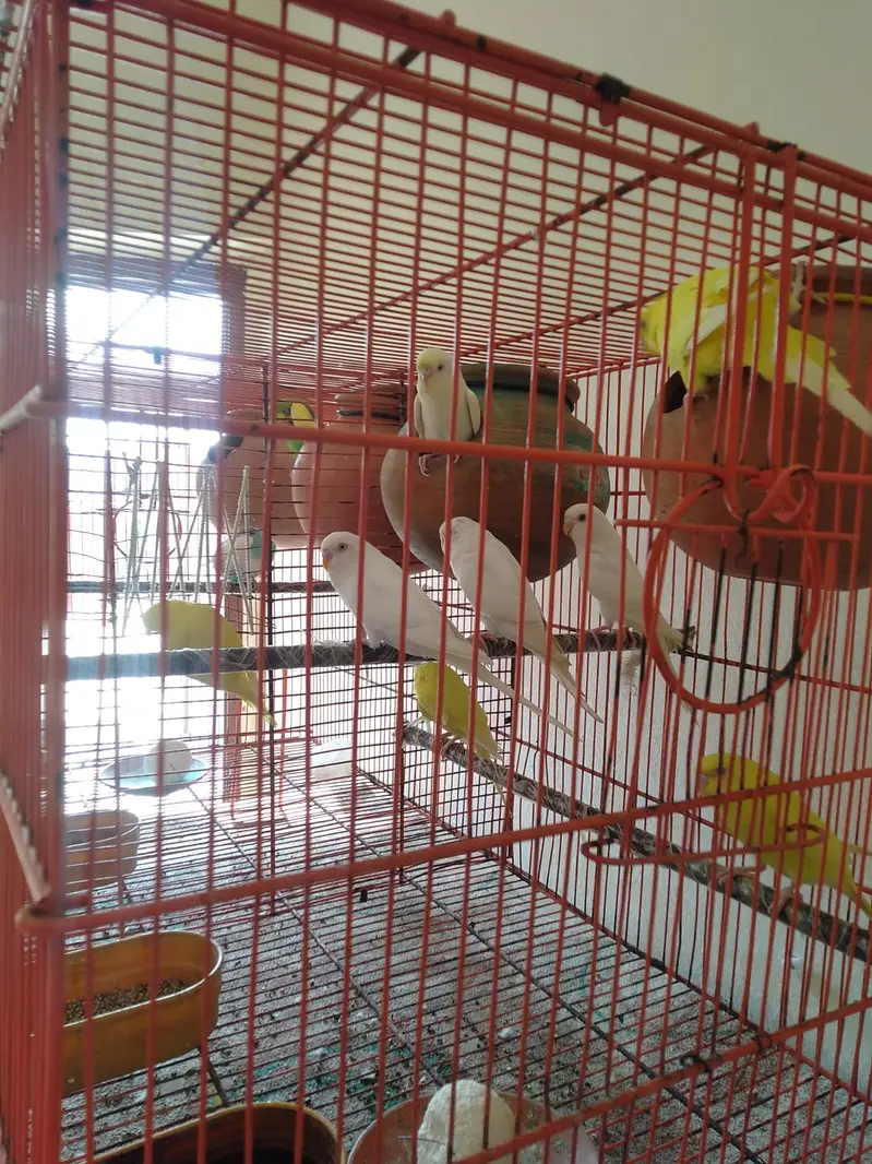 Healthy Budgies Breeding Pairs for Sale — photo 8