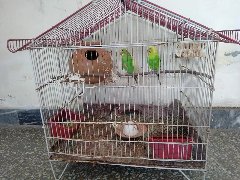 Healthy Budgies Breeding Pairs for Sale — photo 9