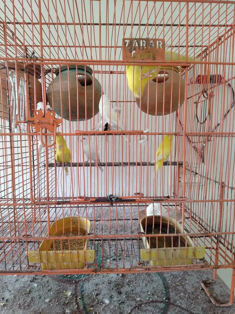 Healthy Budgies Breeding Pairs for Sale — photo 12