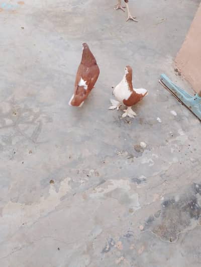 sharazi kabotar 2 pair ha or 2 male ha what's app number 03174954168