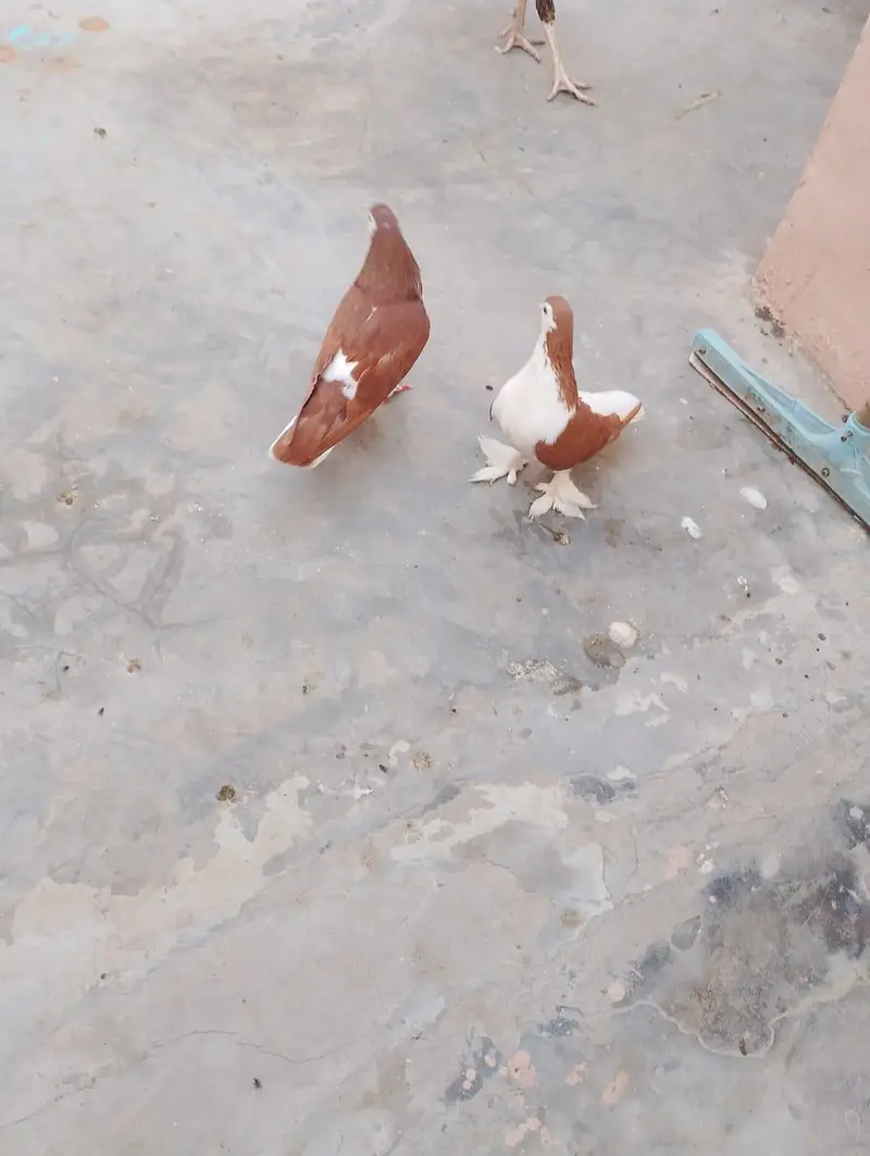 sharazi kabotar 2 pair ha or 2 male ha what's app number 03174954168 — photo 2