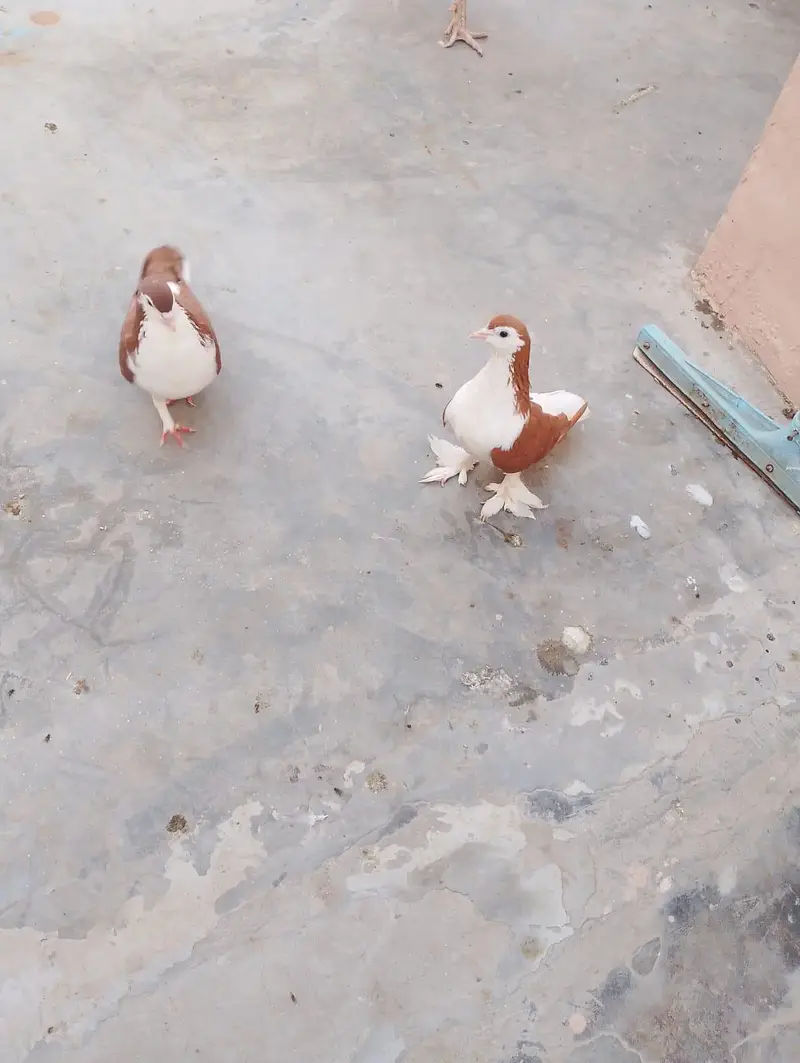 sharazi kabotar 2 pair ha or 2 male ha what's app number 03174954168 — photo 3