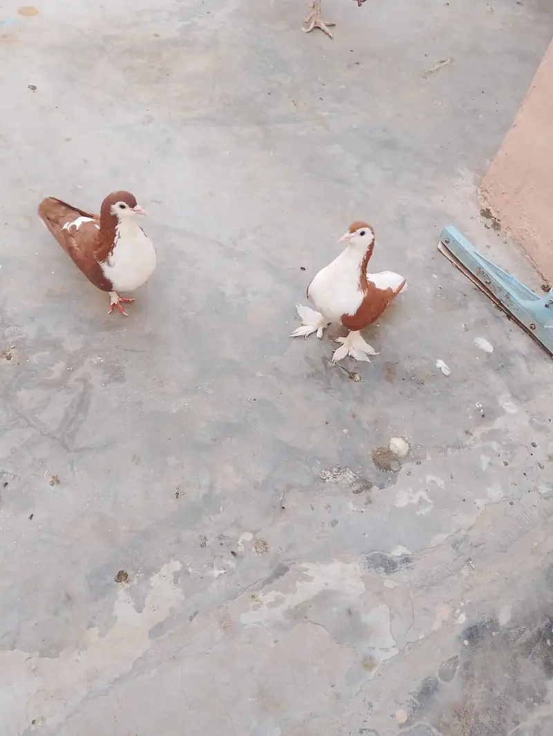 sharazi kabotar 2 pair ha or 2 male ha what's app number 03174954168 — photo 4
