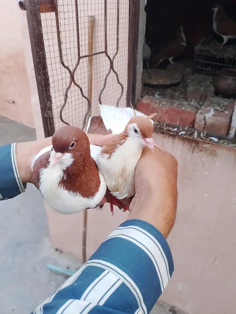 sharazi kabotar 2 pair ha or 2 male ha what's app number 03174954168 — photo 5
