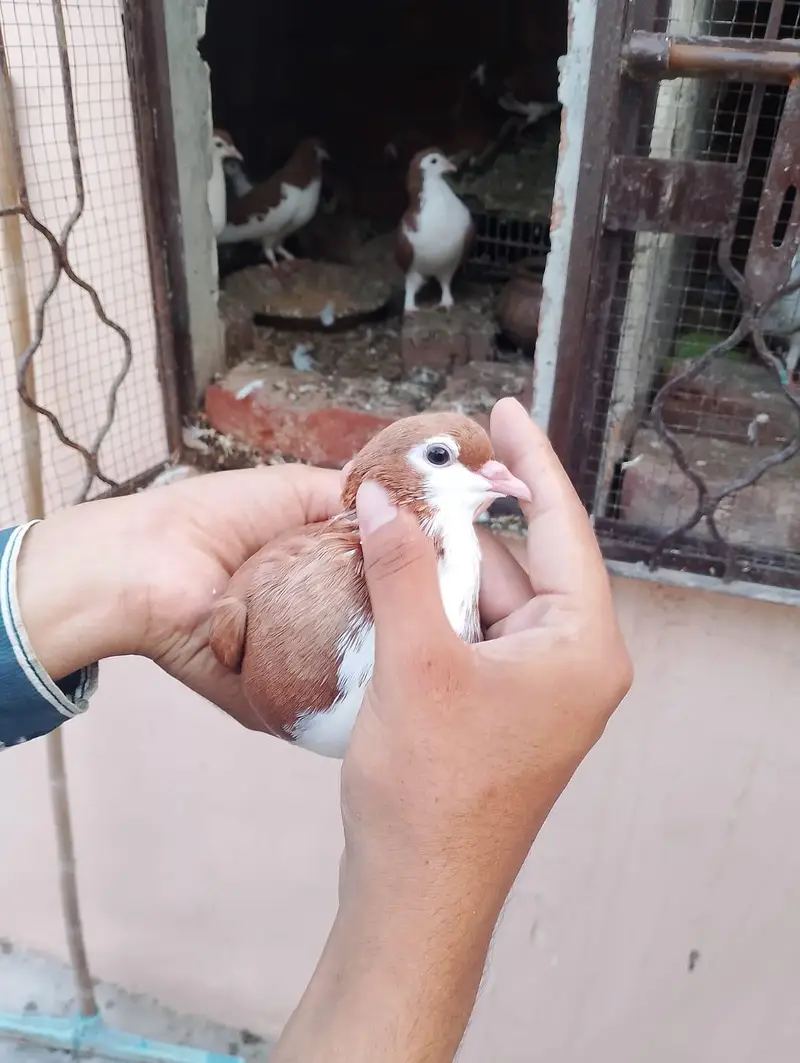 sharazi kabotar 2 pair ha or 2 male ha what's app number 03174954168 — photo 6