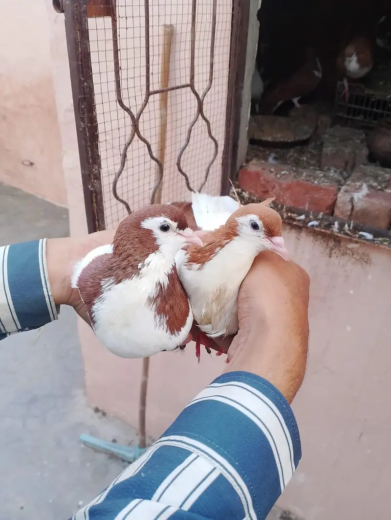 sharazi kabotar 2 pair ha or 2 male ha what's app number 03174954168 — photo 7