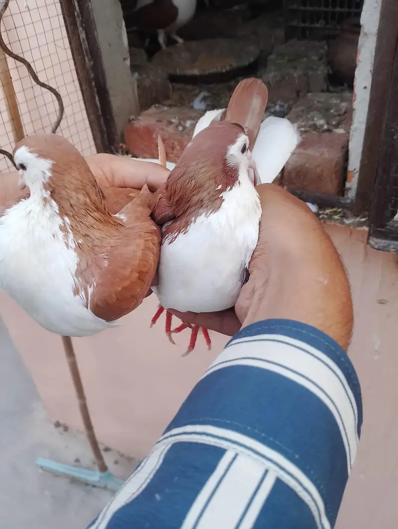 sharazi kabotar 2 pair ha or 2 male ha what's app number 03174954168 — photo 8
