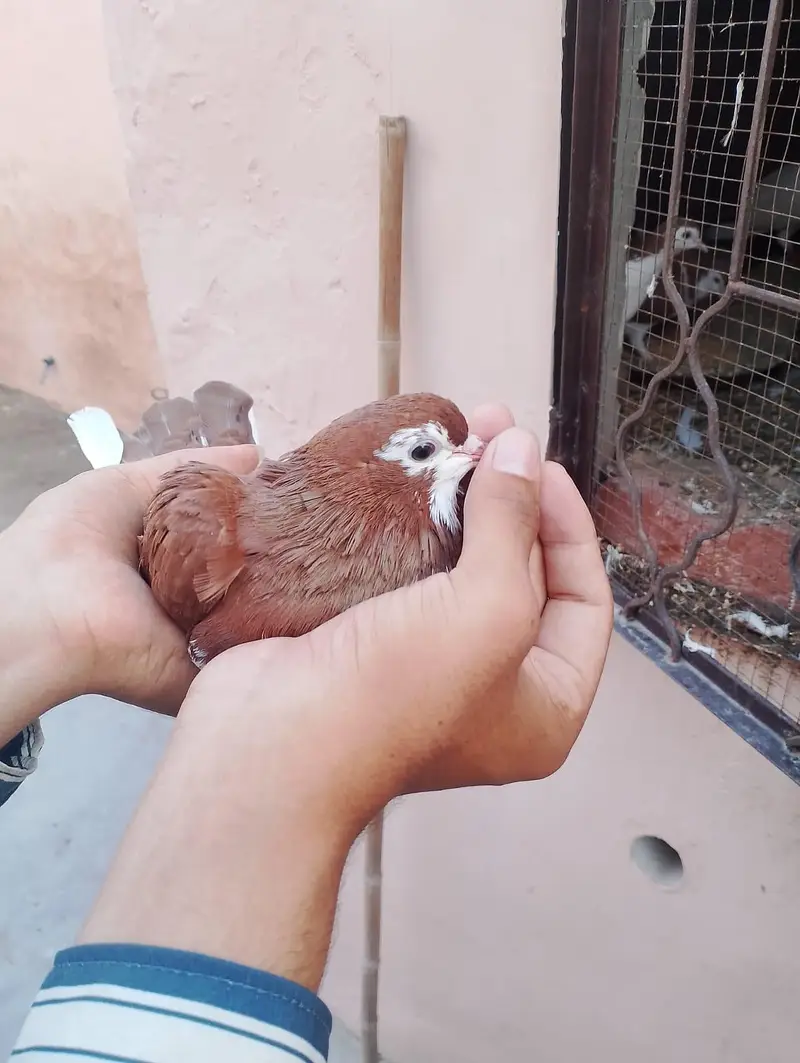 sharazi kabotar 2 pair ha or 2 male ha what's app number 03174954168 — photo 9