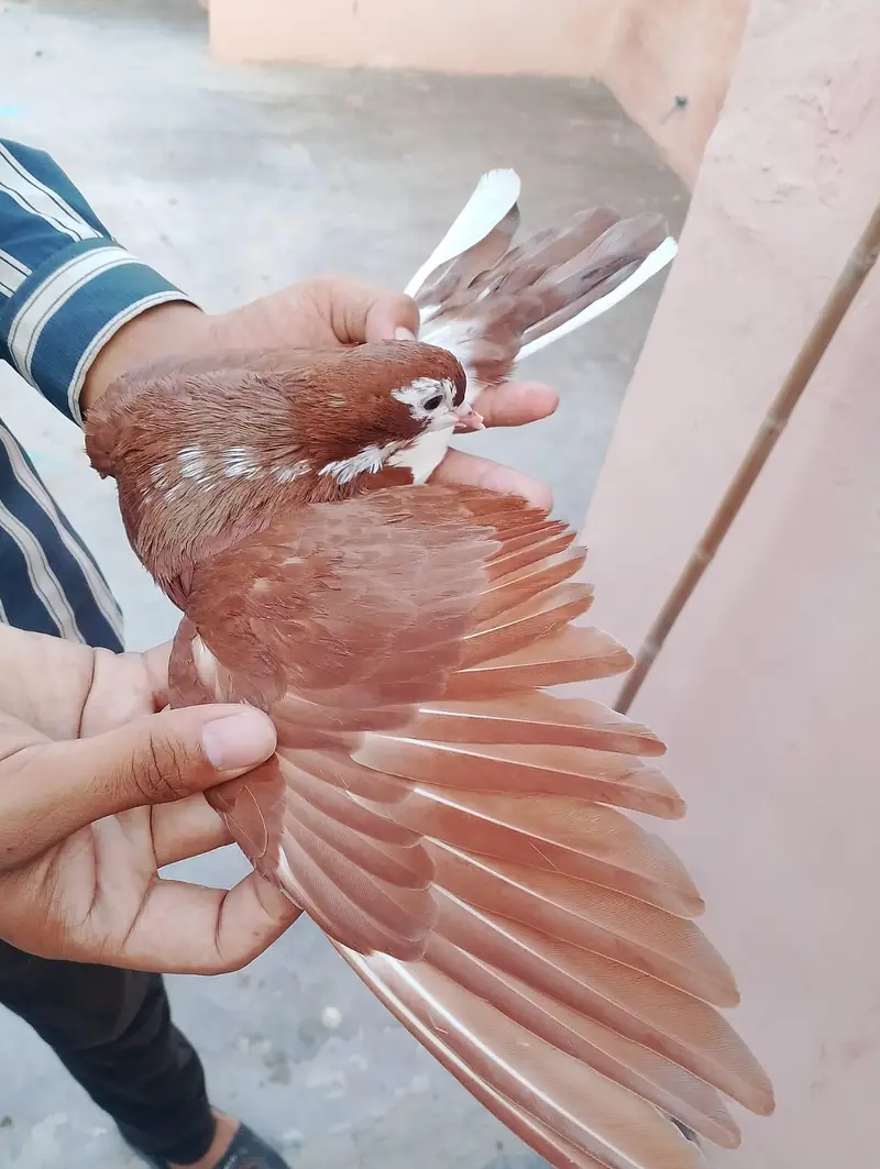 sharazi kabotar 2 pair ha or 2 male ha what's app number 03174954168 — photo 10