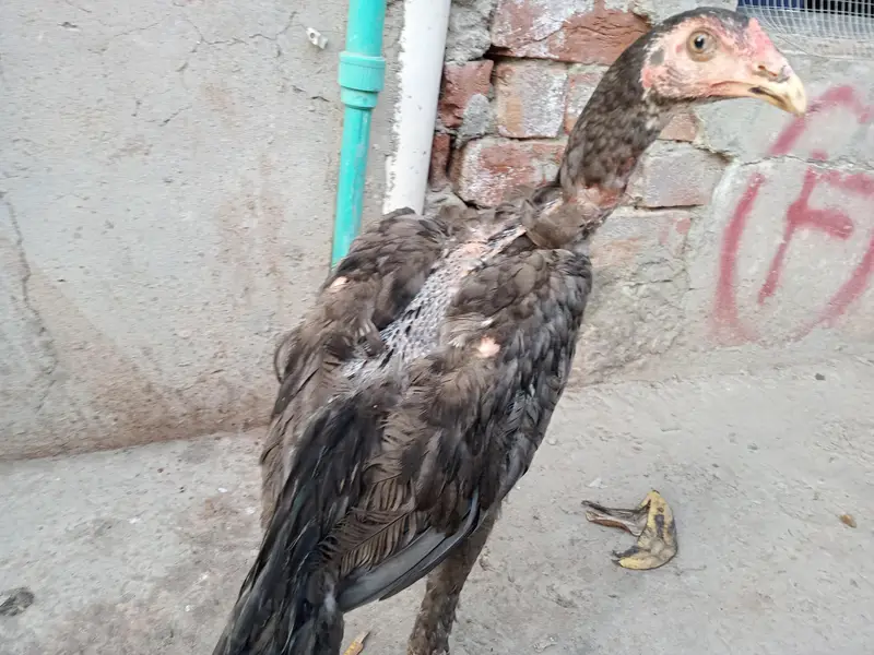 thai aseel saleta 03014628191 — photo 2