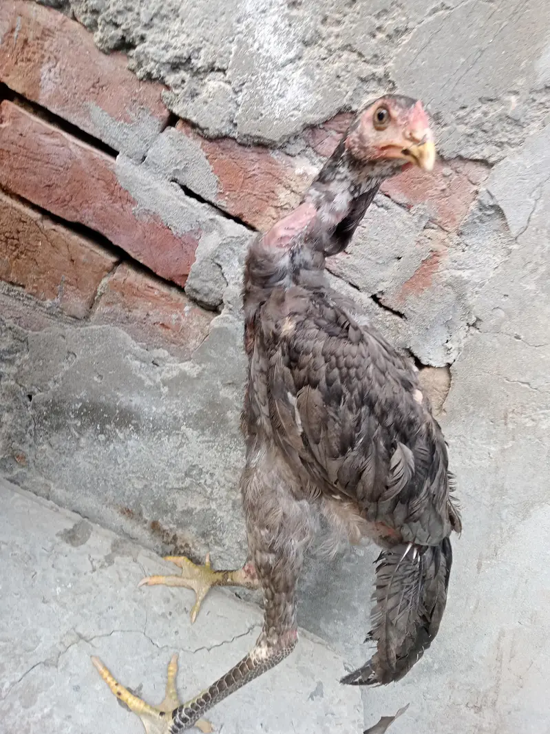thai aseel saleta 03014628191 — photo 3