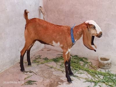 Dasi bakri for seal dant ma 2 ho gi hai 0/3/1/5/2/8/2/2/7/2/2
