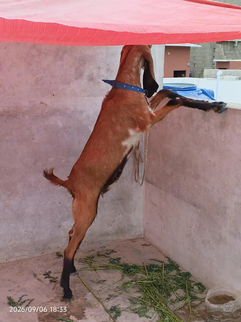 Dasi bakri for seal dant ma 2 ho gi hai 0/3/1/5/2/8/2/2/7/2/2 — photo 2