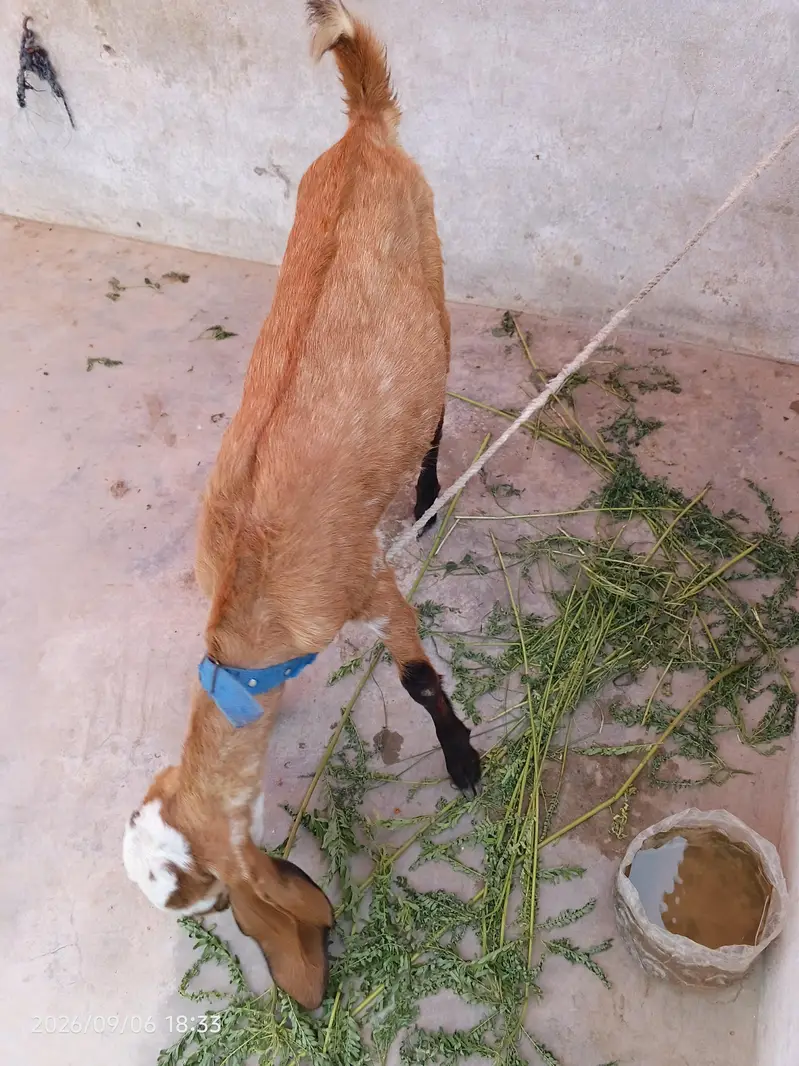 Dasi bakri for seal dant ma 2 ho gi hai 0/3/1/5/2/8/2/2/7/2/2 — photo 3
