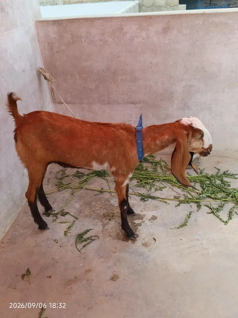 Dasi bakri for seal dant ma 2 ho gi hai 0/3/1/5/2/8/2/2/7/2/2 — photo 4