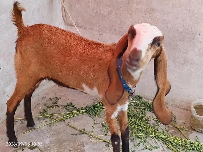 Dasi bakri for seal dant ma 2 ho gi hai 0/3/1/5/2/8/2/2/7/2/2 — photo 6