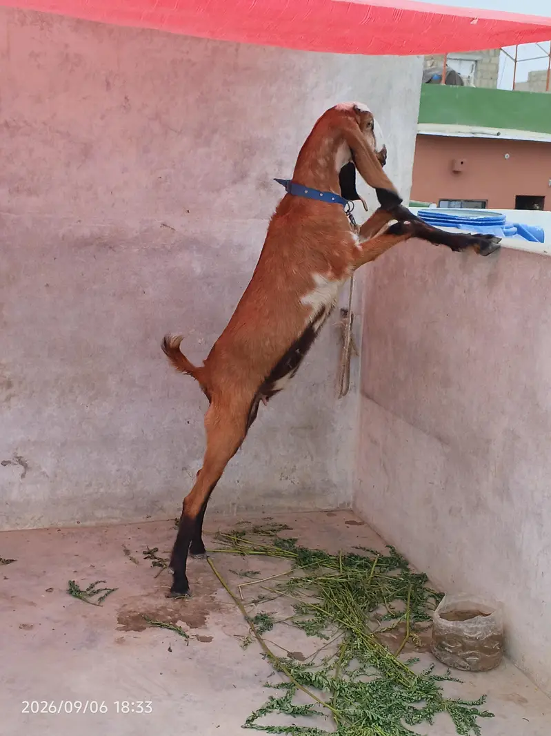 Dasi bakri for seal dant ma 2 ho gi hai 0/3/1/5/2/8/2/2/7/2/2 — photo 7