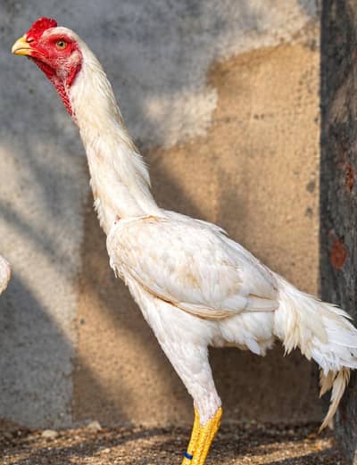 White German shamo | 6 Month old | Male | For Sale Male Only !