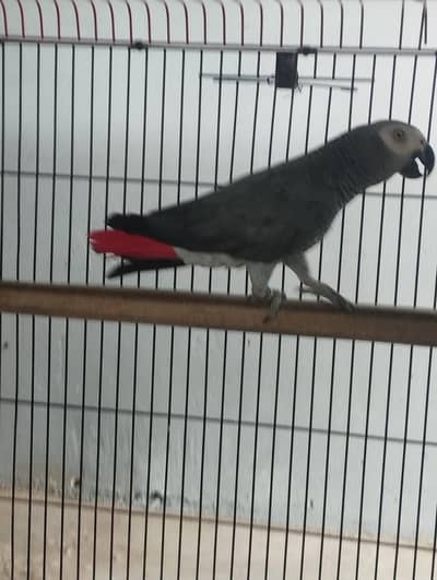 Grey parrot wild breeder male