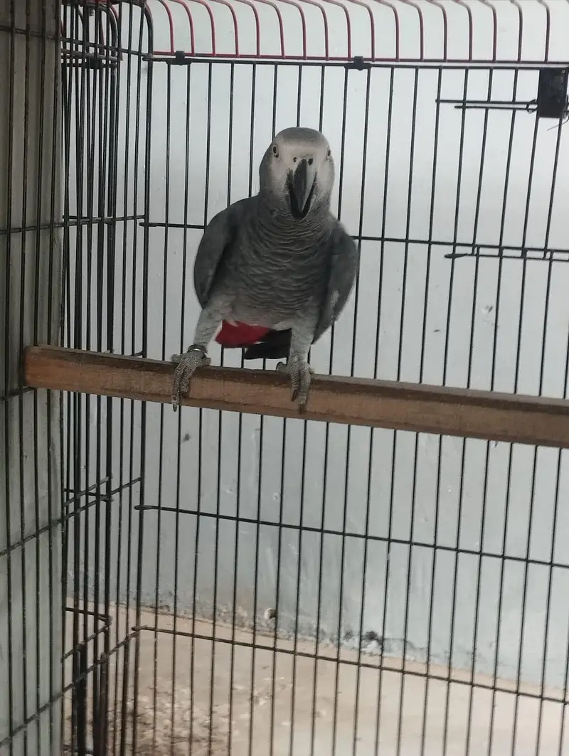 Grey parrot wild breeder male — photo 2