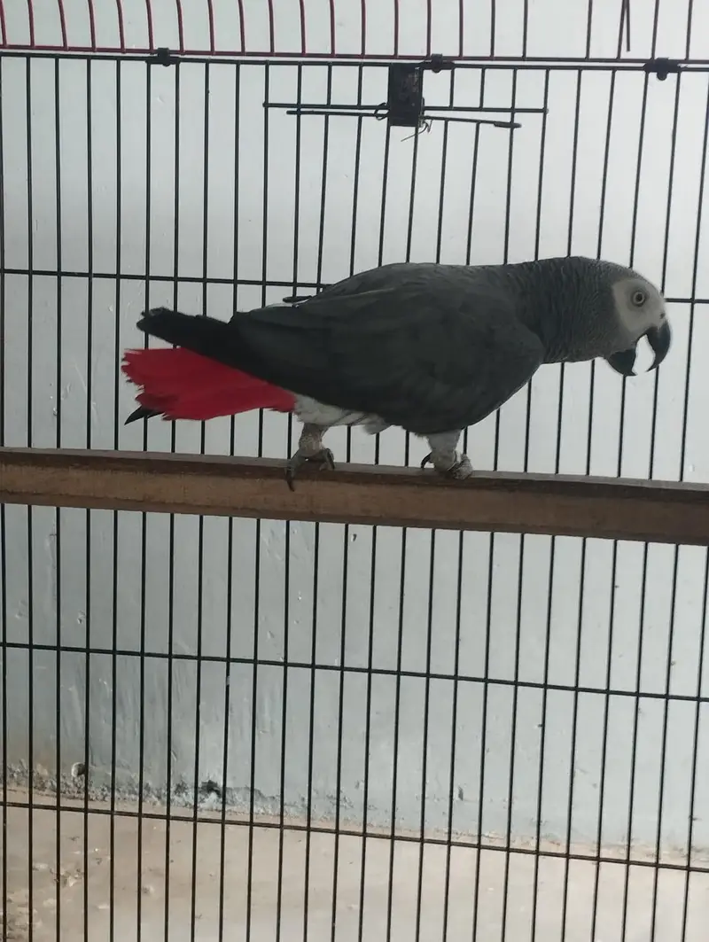 Grey parrot wild breeder male — photo 3