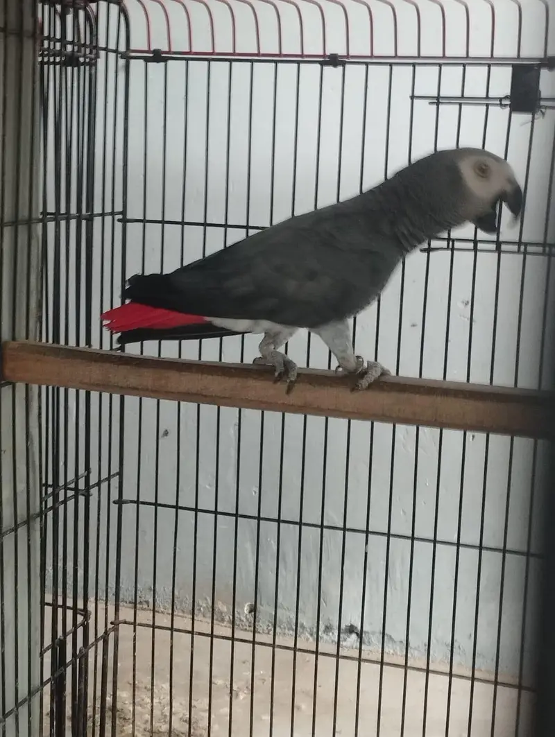 Grey parrot wild breeder male — photo 4