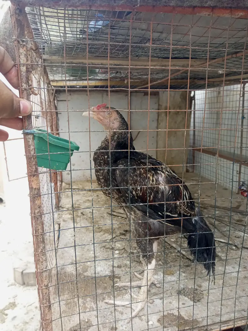 aseel pathy — photo 3