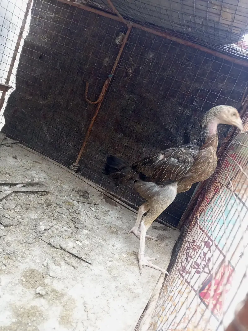 aseel pathy — photo 4