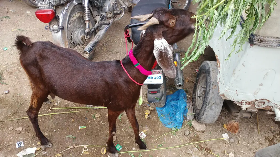 Doodh Wali Bakri Fresh Cross For Sale — photo 3