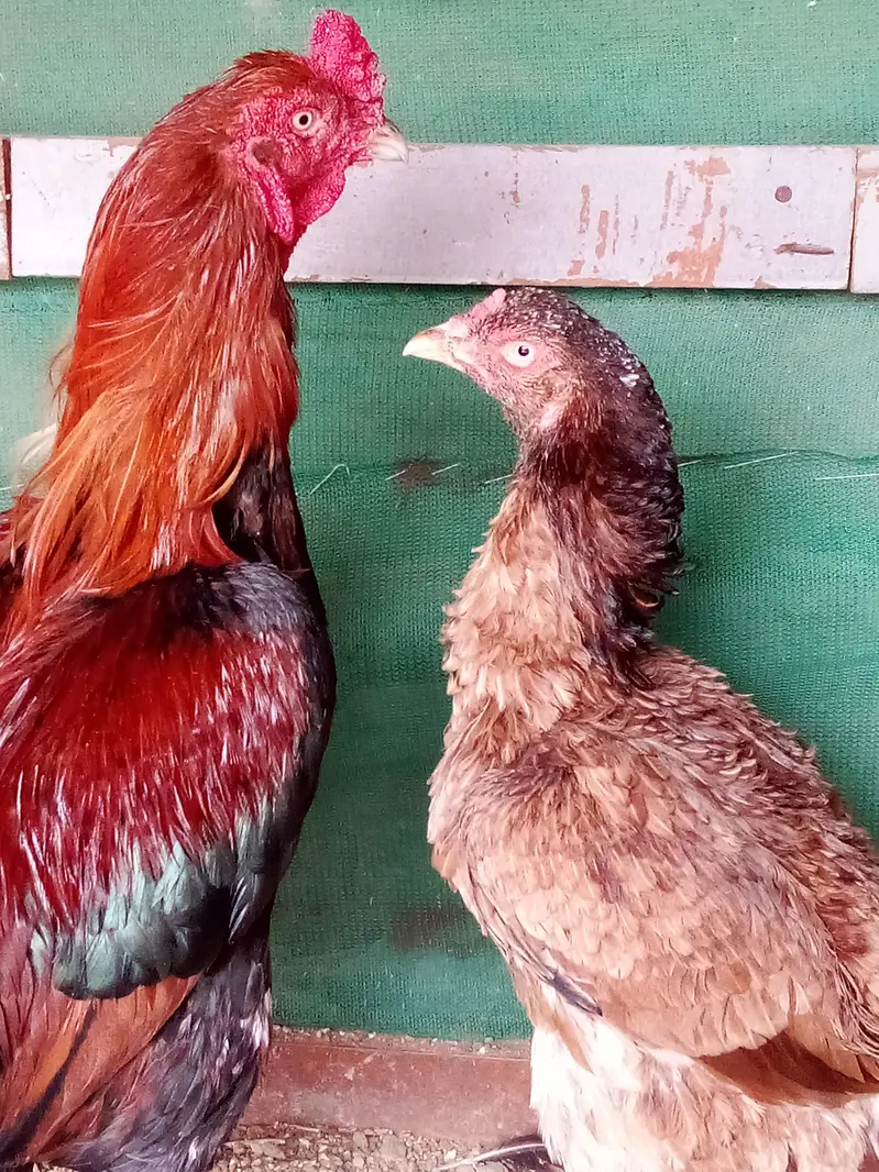Aseel lakha with pure jageeri madi — photo 2