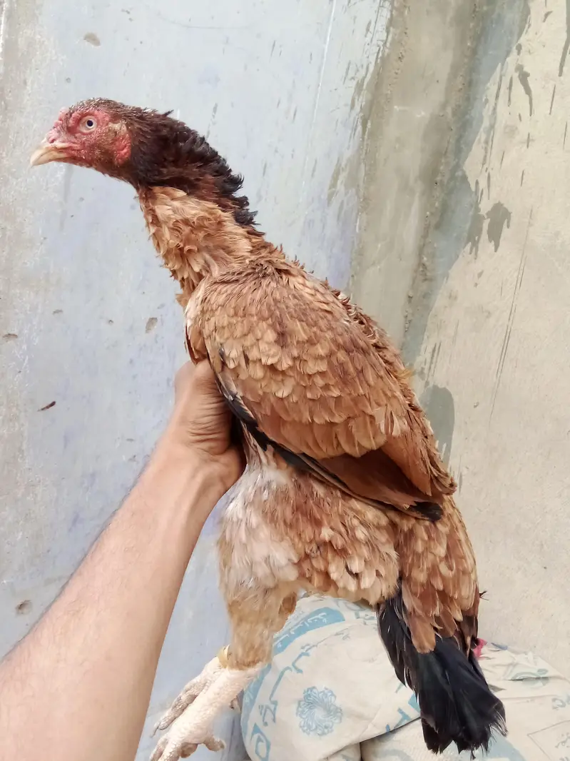 Aseel lakha with pure jageeri madi — photo 3