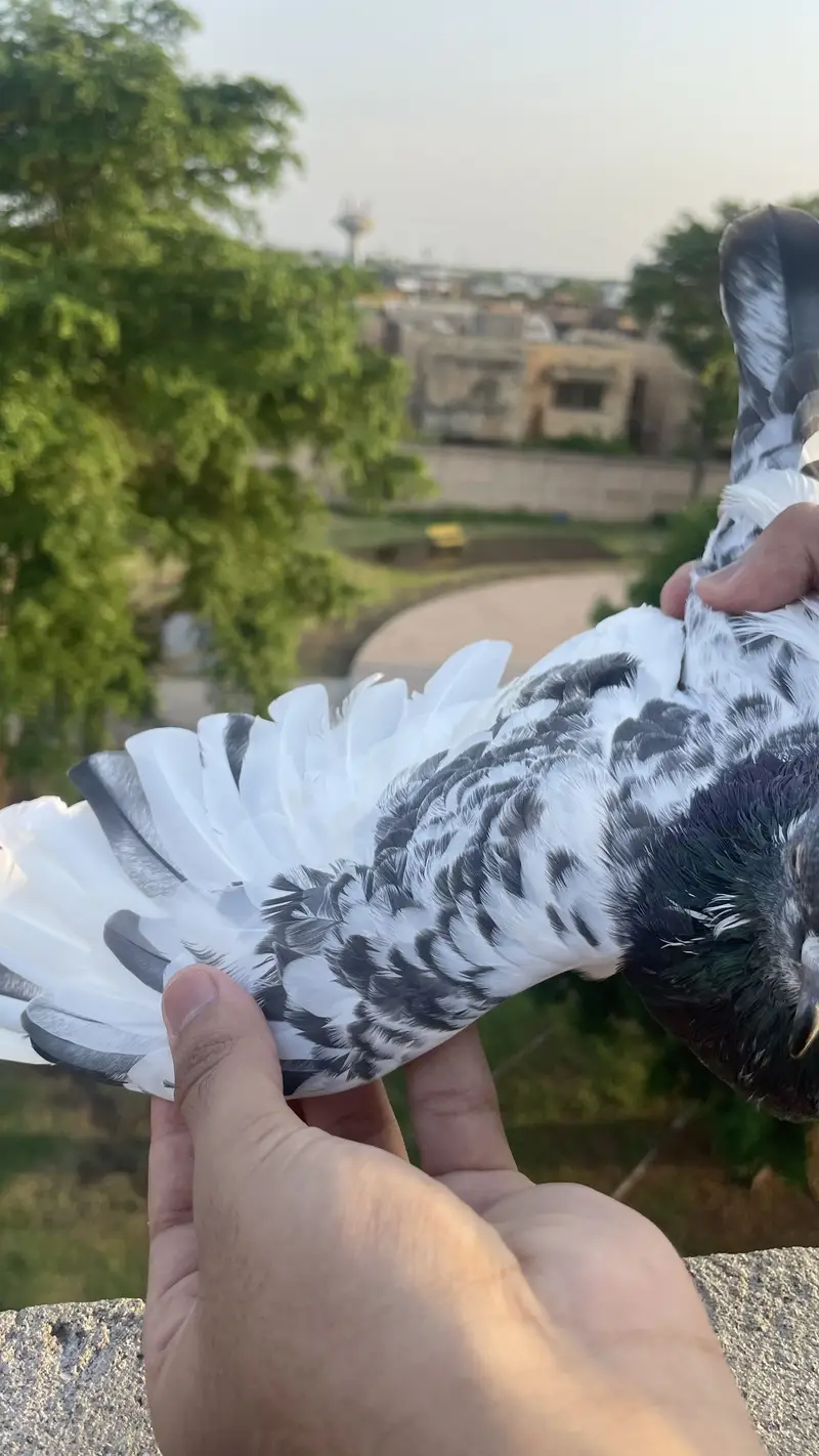 Bohat achi madi hai jiss bhai ko chahiya wohi rabta kara — photo 2