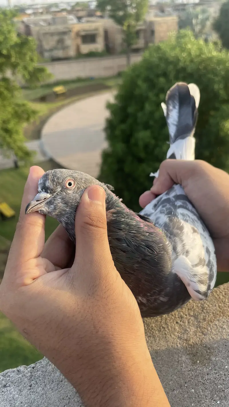 Bohat achi madi hai jiss bhai ko chahiya wohi rabta kara — photo 3