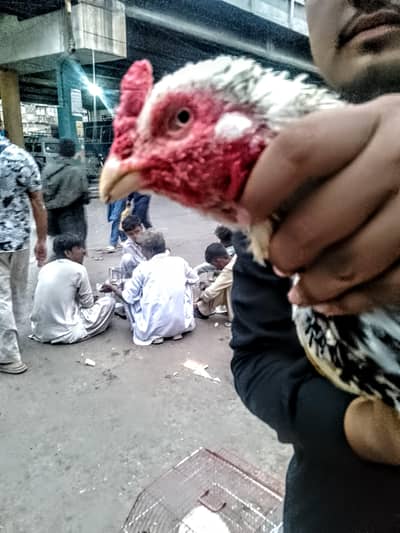 aseel murgah ghr ka paala hoaa
