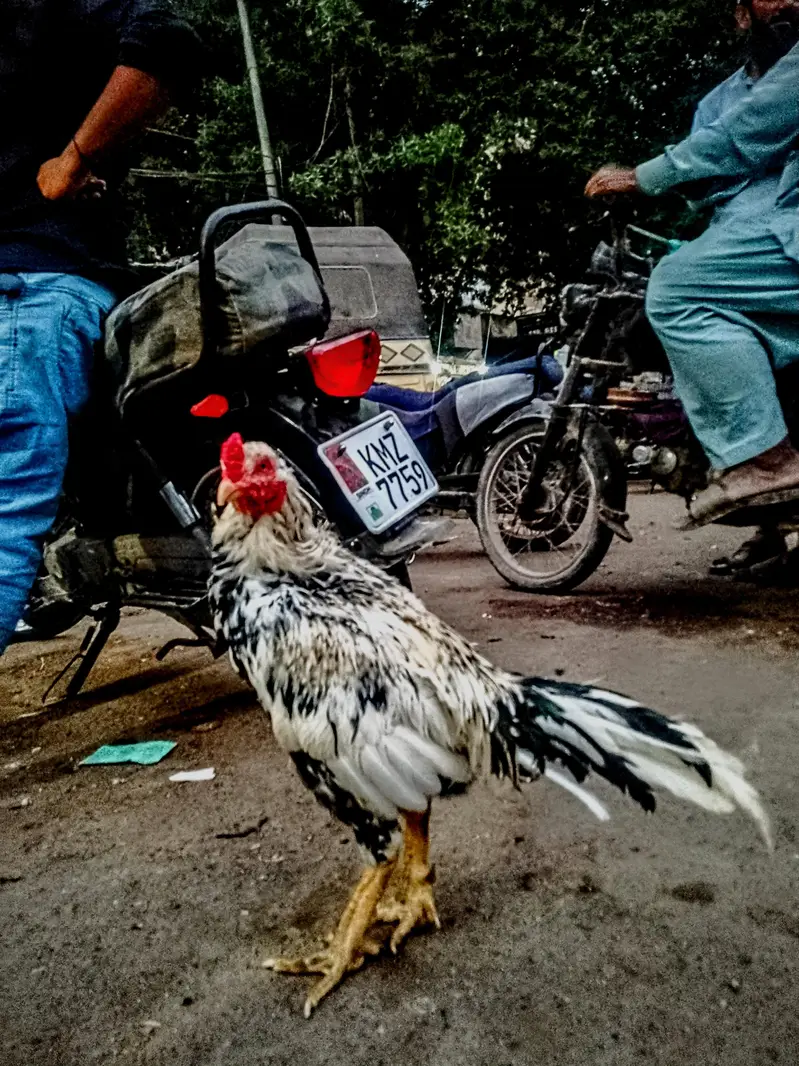 aseel murgah ghr ka paala hoaa — photo 2