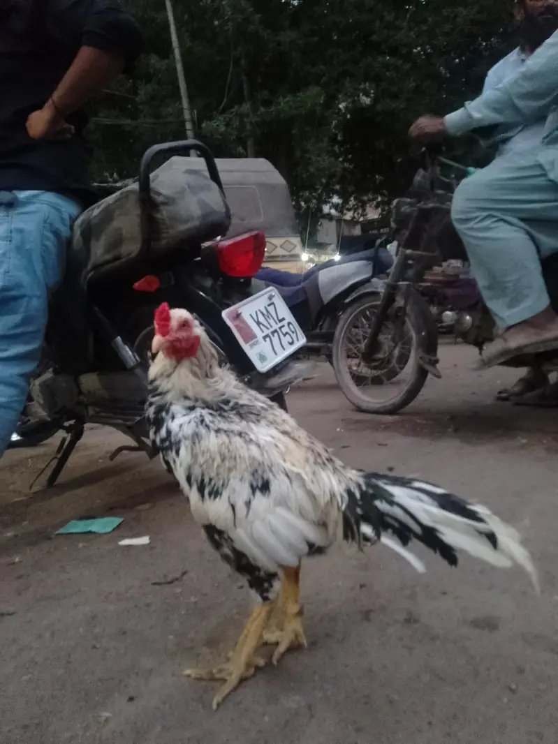 aseel murgah ghr ka paala hoaa — photo 3