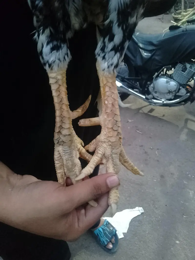 aseel murgah ghr ka paala hoaa — photo 4