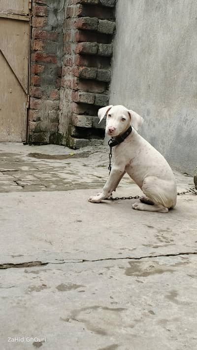 guitar puppy female for sale
