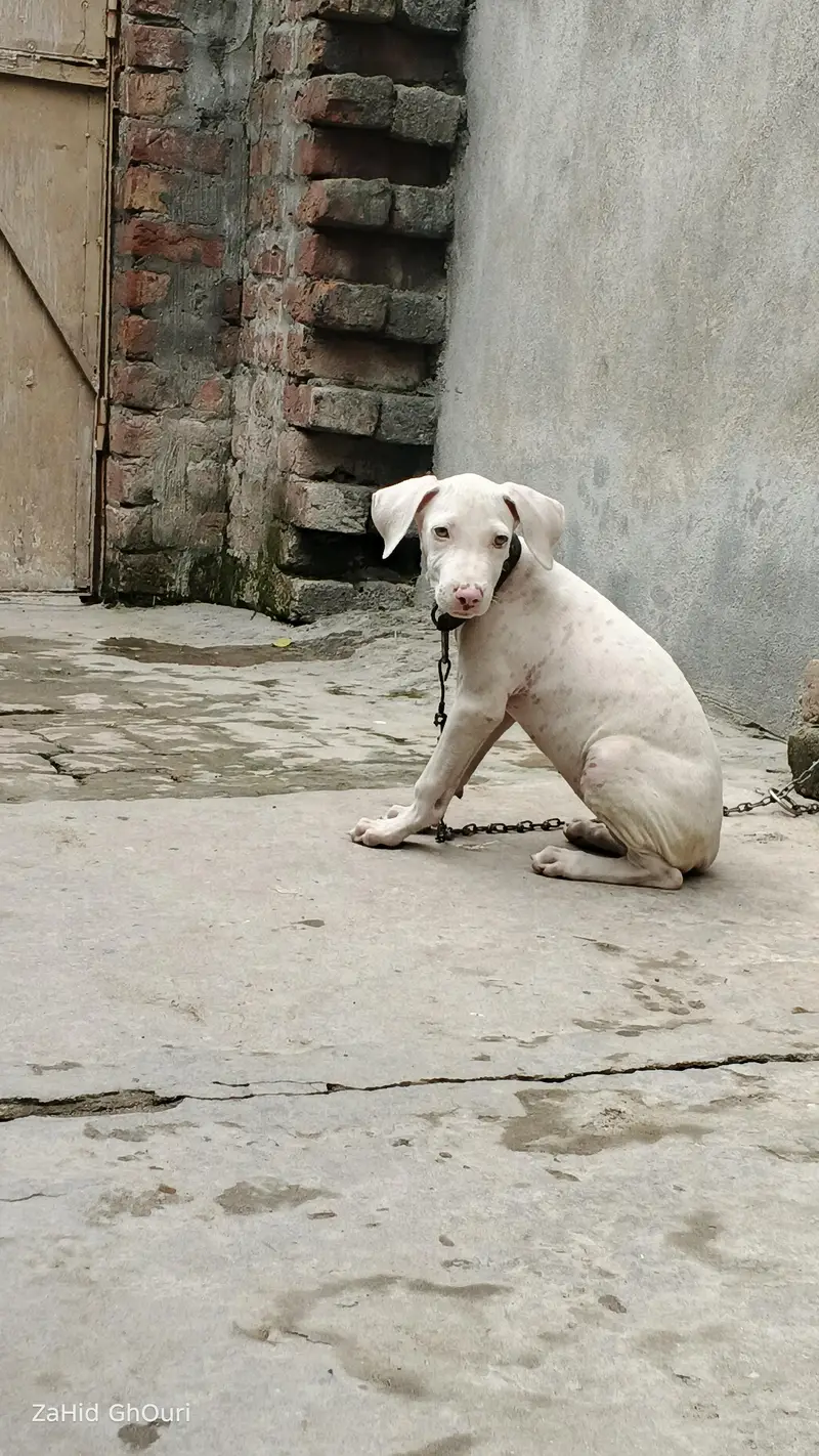 guitar puppy female for sale — photo 3
