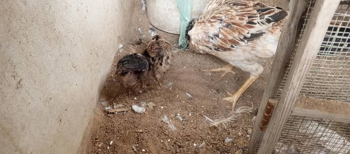 aseel and Heera hen with 2 chik