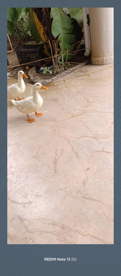 home grown healthy and active ducks